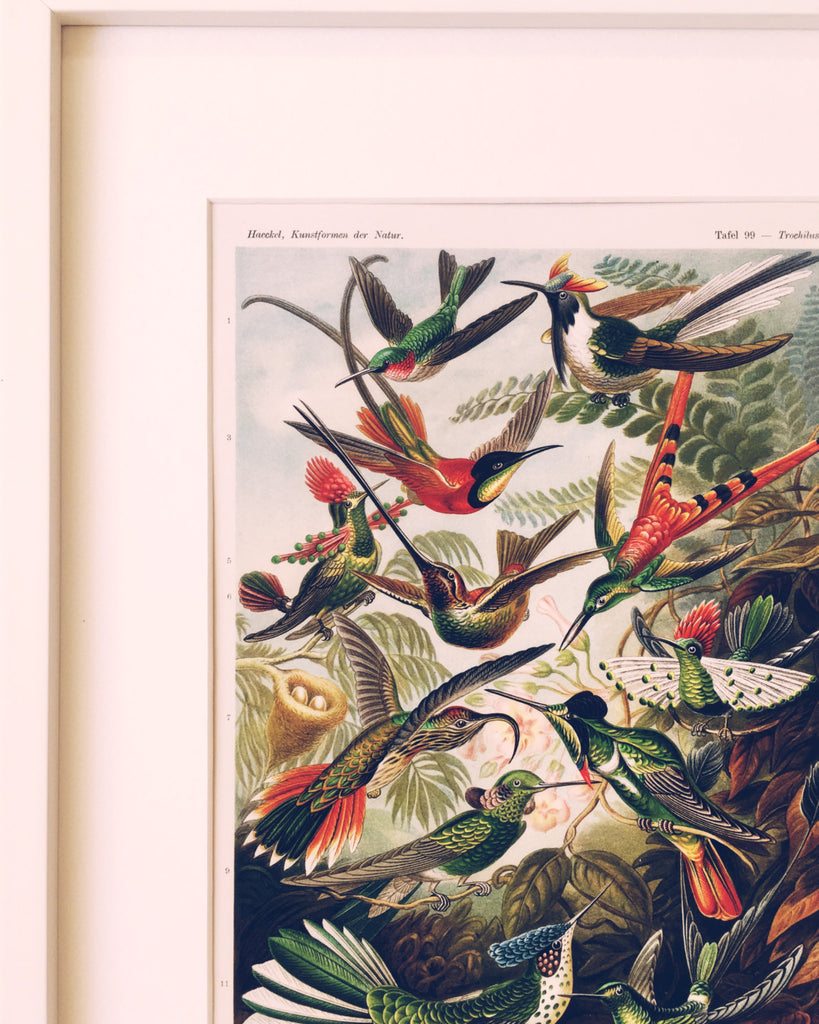 Ernst Haeckel Hummingbird Poster