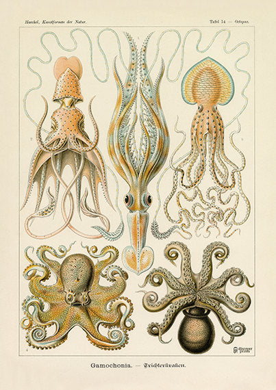 Vintage Ernst Haeckel Art Prints – discoverprints