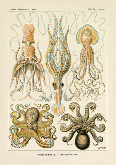 Vintage detailed print of 5 species of octopus by Ernst Haeckel, Gamochonia, lithograph plate 54 from Artforms of Nature