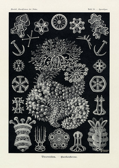 Vintage print of sea cucumber on black background by Ernst Haeckel, Thuroidea, lithograph plate 50 from Artforms of Nature