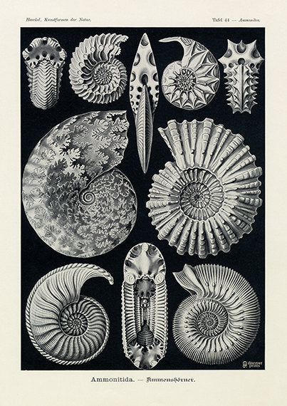 Vintage detailed print of fossil ammonites  by Ernst Haeckel, Ammonitida, lithograph plate 44 from Artforms of Nature 
