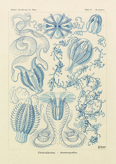 Vintage detailed print of blue jellyfish by Ernst Haeckel, Ctenophora, lithograph plate 27 from Artforms of Nature 