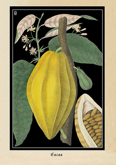 Vintage botanical illustration of a non ripe yellow cocoa bean with green leaves on black background by discoverprints