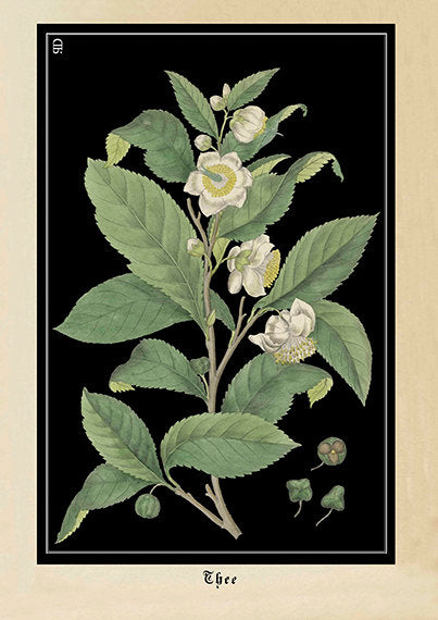 Tea Plant Art Print