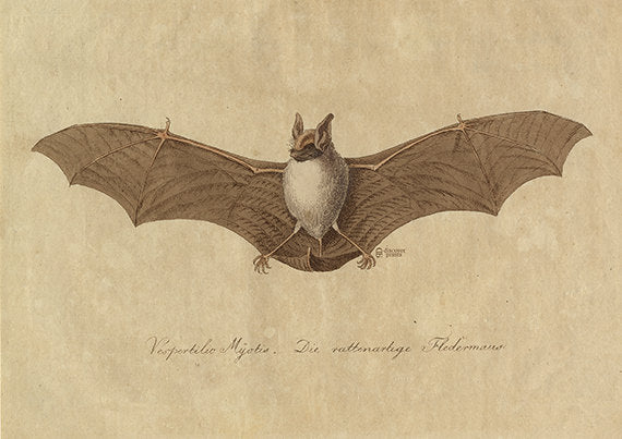 Bat - Animal Art Print