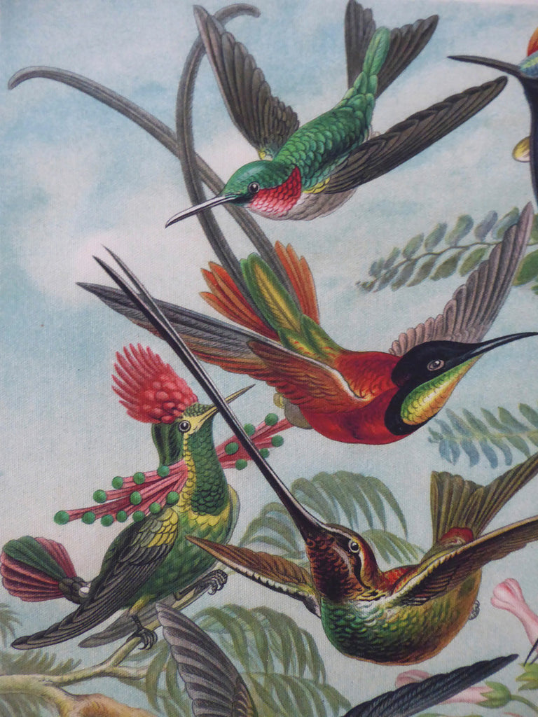 Large Hummingbird Vintage Wall Chart