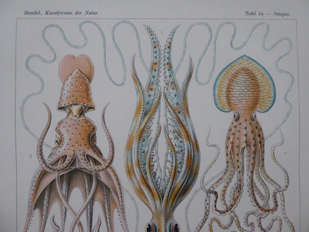 Large Haeckel Octopus Wall Chart