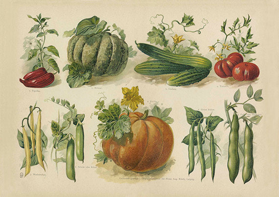 Fall Vegetables Pumpkin Art Print