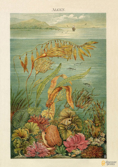 Sealife Nautical Art Print