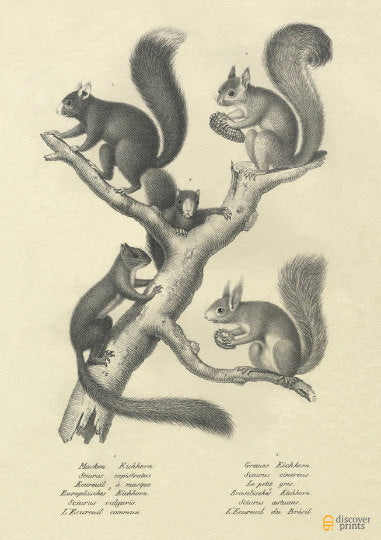 European Squirrels Art Print