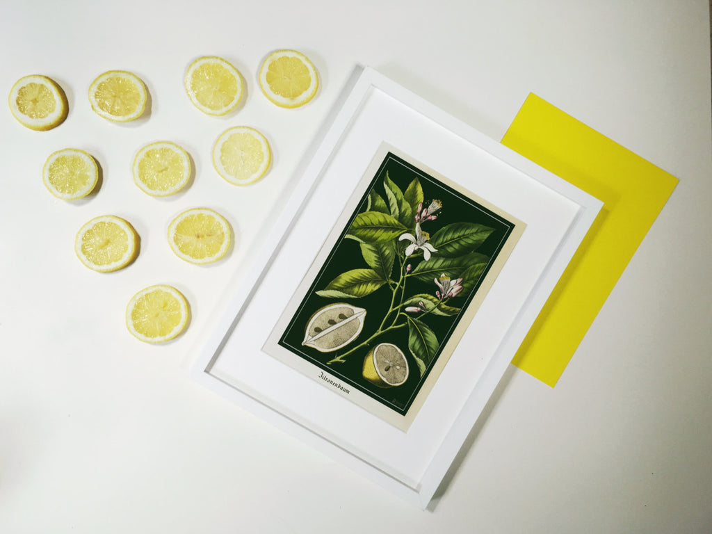 Example of framed vintage lemon fine art print 