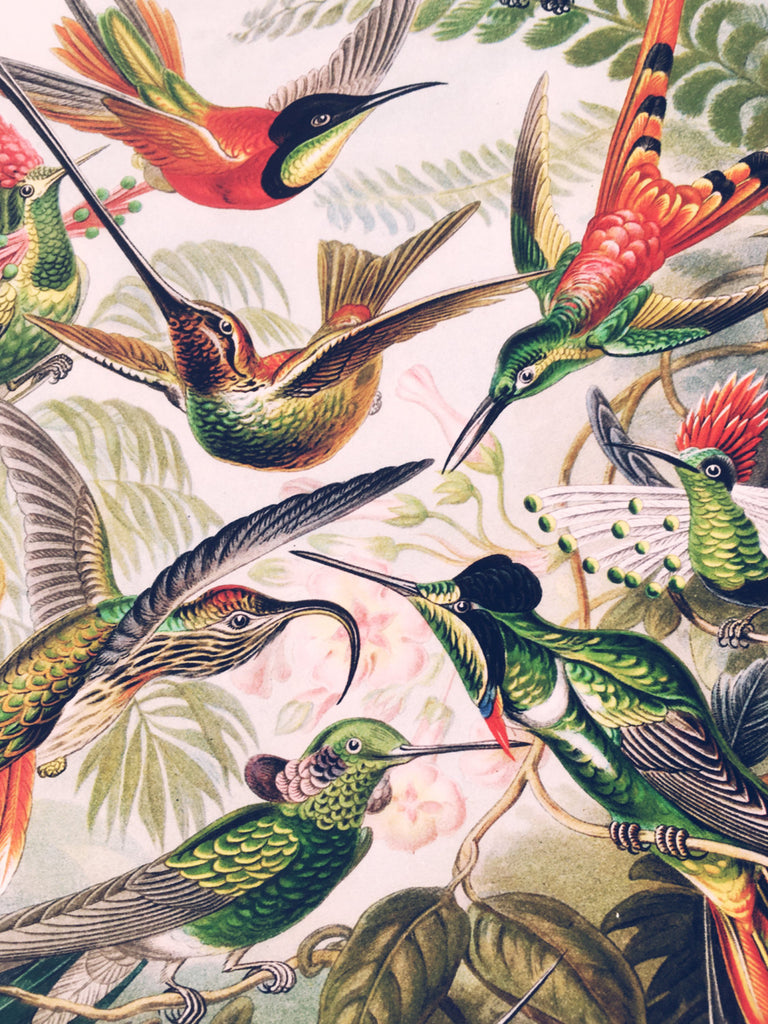 Ernst Haeckel Hummingbird Poster