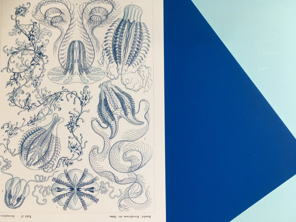 Ernst Haeckel Blue Jellyfish Art Print