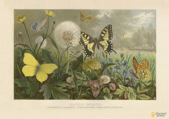 Butterflies & Dandelions Vintage Art Print