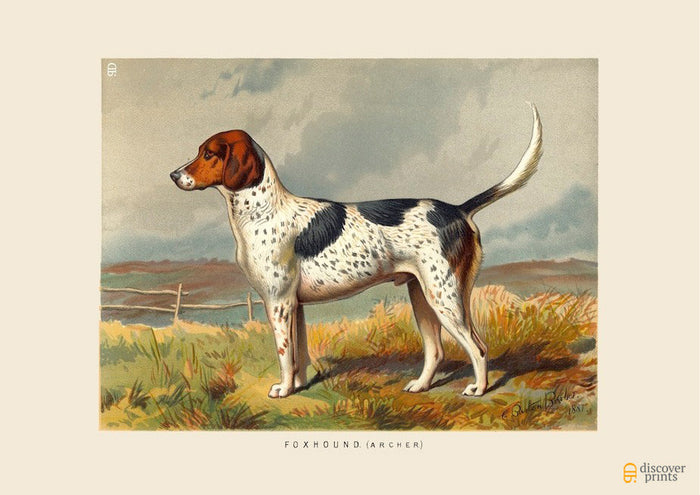 English Foxhound Vintage Art Print