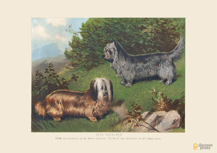 Skye Terrier Art Print