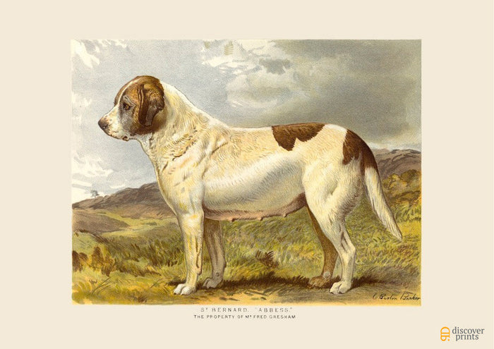 St. Bernard Dog Vintage Art Print