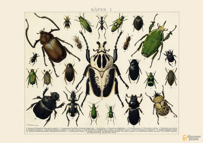 Beetles - Animal Art Print