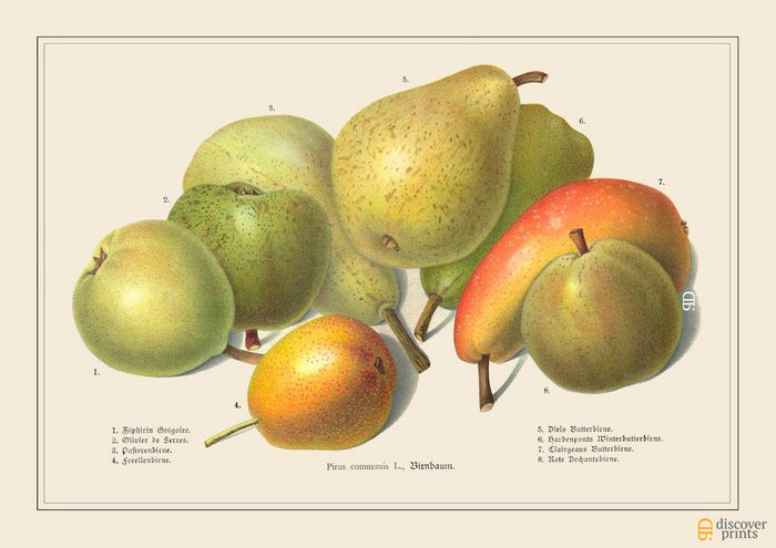 Green and Yellow Pears Art Print