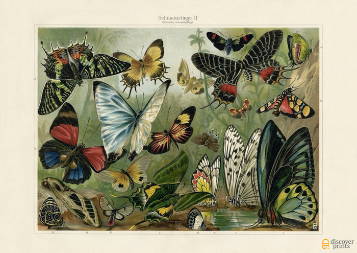 Tropical Butterflies Art Print