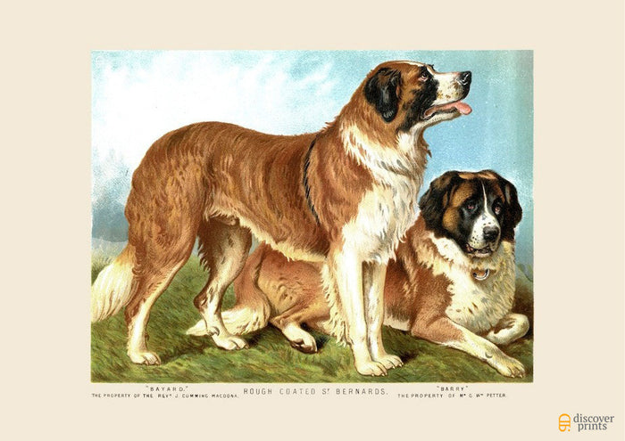 St. Bernard Dog Vintage Art Print