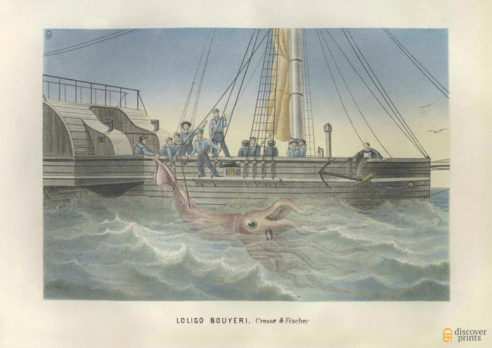 Giant Squid Kraken Art Print