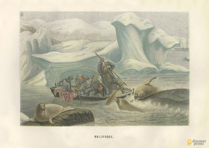 Sea Lion Walrus Hunt Art Print