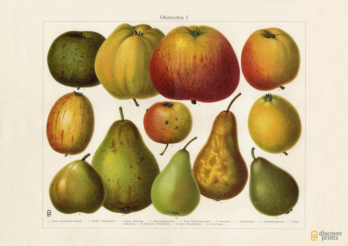 Vintage Apples and Pears Art Print