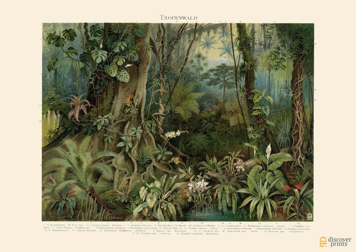 Tropical Rainforest Art Print