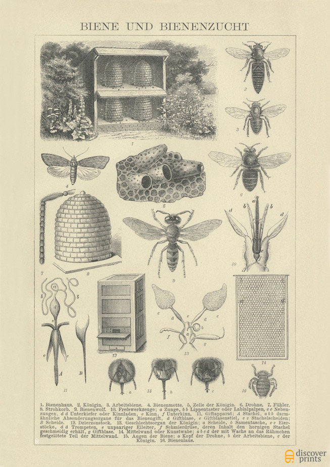 Bee and Beehive - Animal Art Print