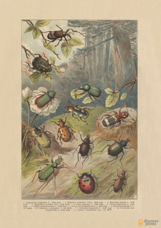 European Beetles Vintage Art Print