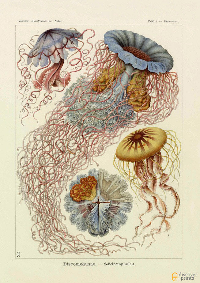 Vintage detailed print of red and blue jellyfish by Ernst Haeckel, Discomedusae, lithograph plate 8 from Artforms of Nature