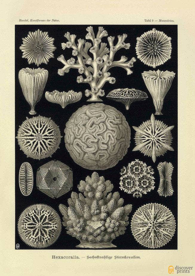 Vintage detailed print of corals on black background by Ernst Haeckel, Hexacoralla, lithograph plate 9 from Artforms of Nature