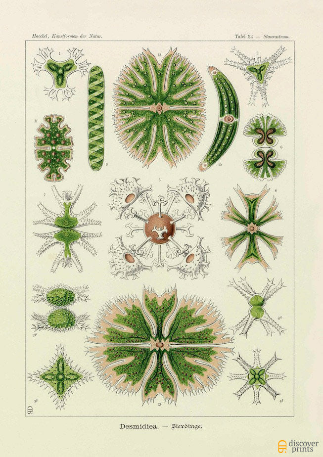 Vintage botanical detailed print of green algae by Ernst Haeckel, Desmidiea, lithograph plate 24 from Artforms of Nature 