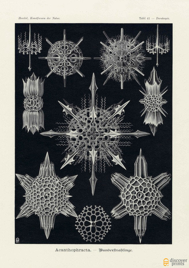 Vintage detailed print of star shaped plankton by Ernst Haeckel, Acanthophracta, lithograph plate 41 from Artforms of Nature