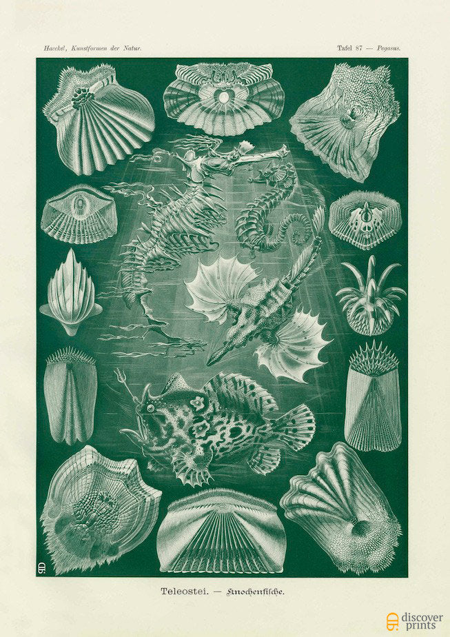 Vintage detailed print of green seahorse and fish by Ernst Haeckel, Teleostei, lithograph plate 87 from Artforms of Nature 