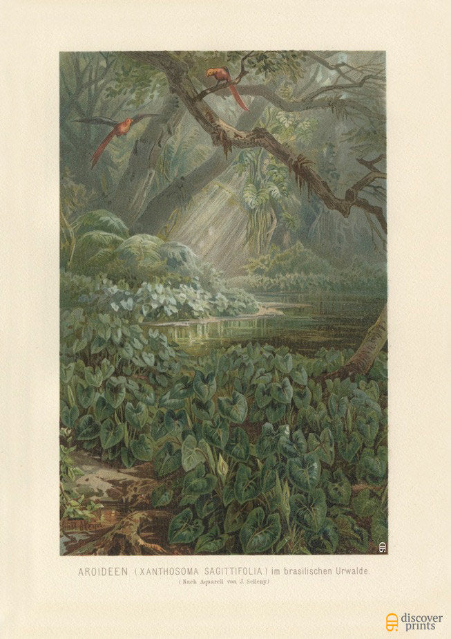 Brazilian Tropical Forest Art Print