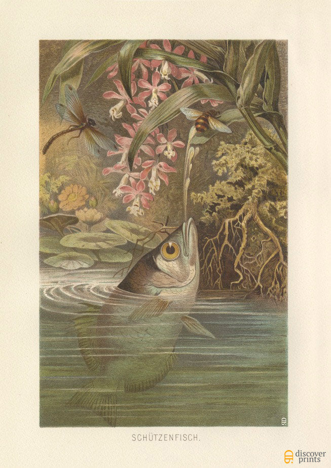 Vintage Archerfish Art Print