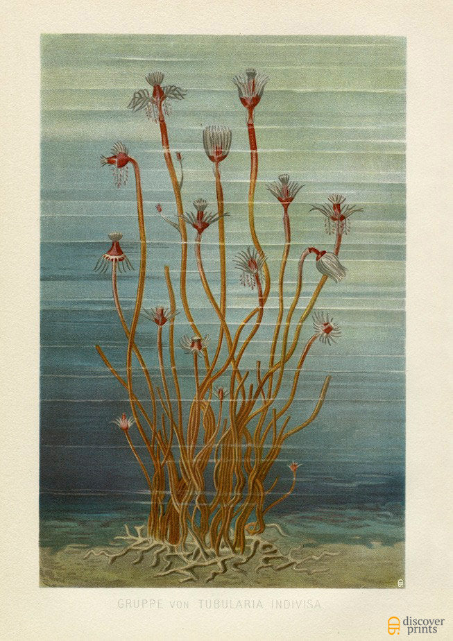 Tubularia Marine Art Print