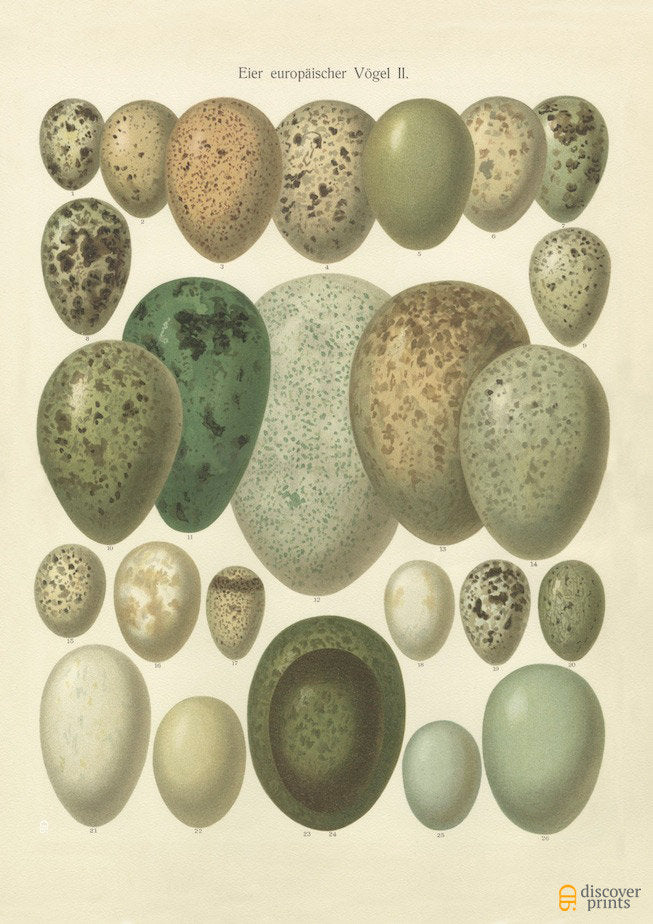 European Songbird Eggs Art Print