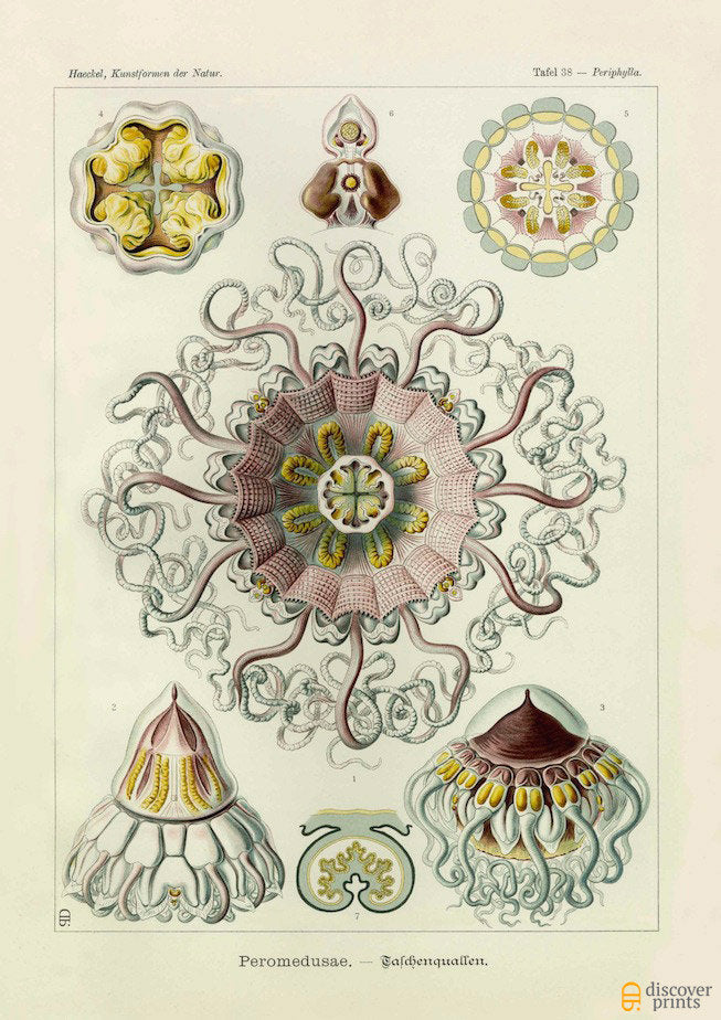 Vintage print of pink and yellow jellyfish by Ernst Haeckel, Peromedusae, lithograph plate 38 from Artforms of Nature
