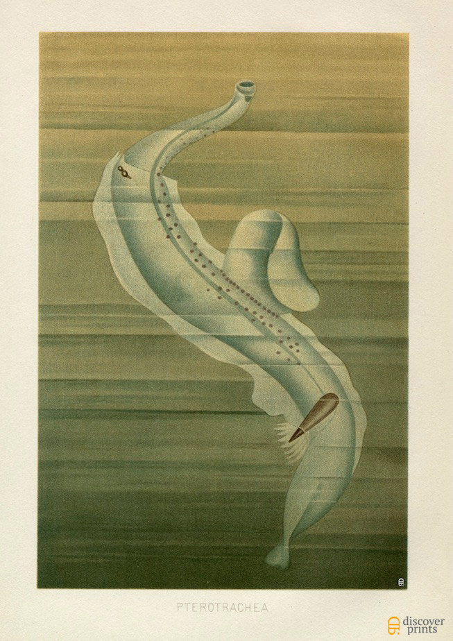 Gorgeous Sea Slug Art Print