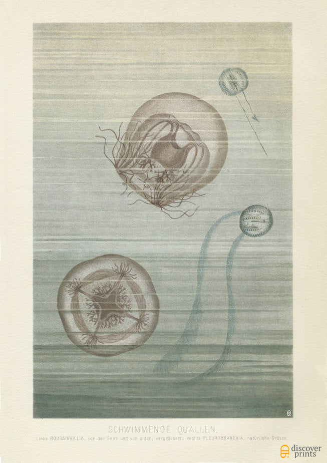 Vintage  Floating Jellyfish Art Print