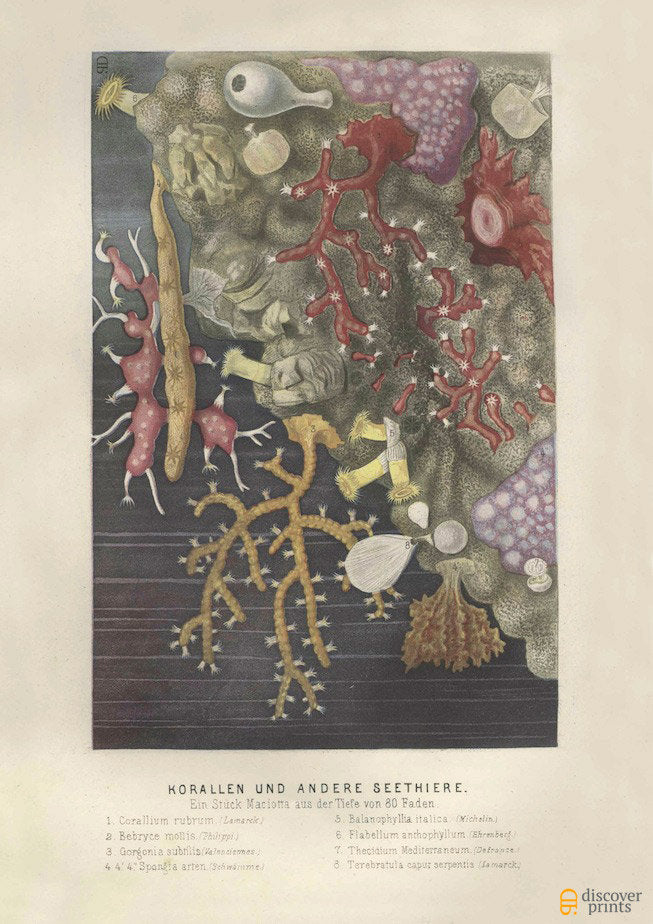 Vintage Sea Coral - Sealife Art Print