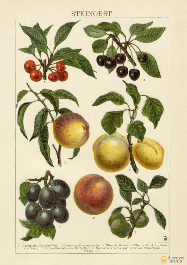 Stone Fruits Art Print