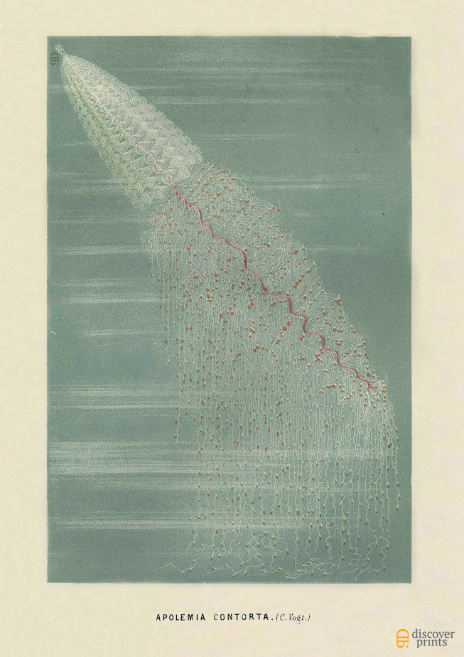 Jellyfish (Apolemia) Art Print