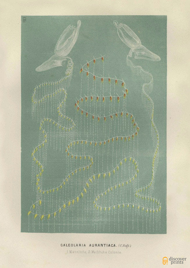 Mysterious Jellyfish Art Print