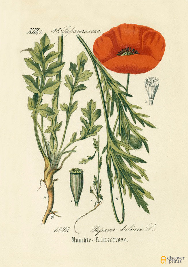 Wild Poppy Flower Art Print