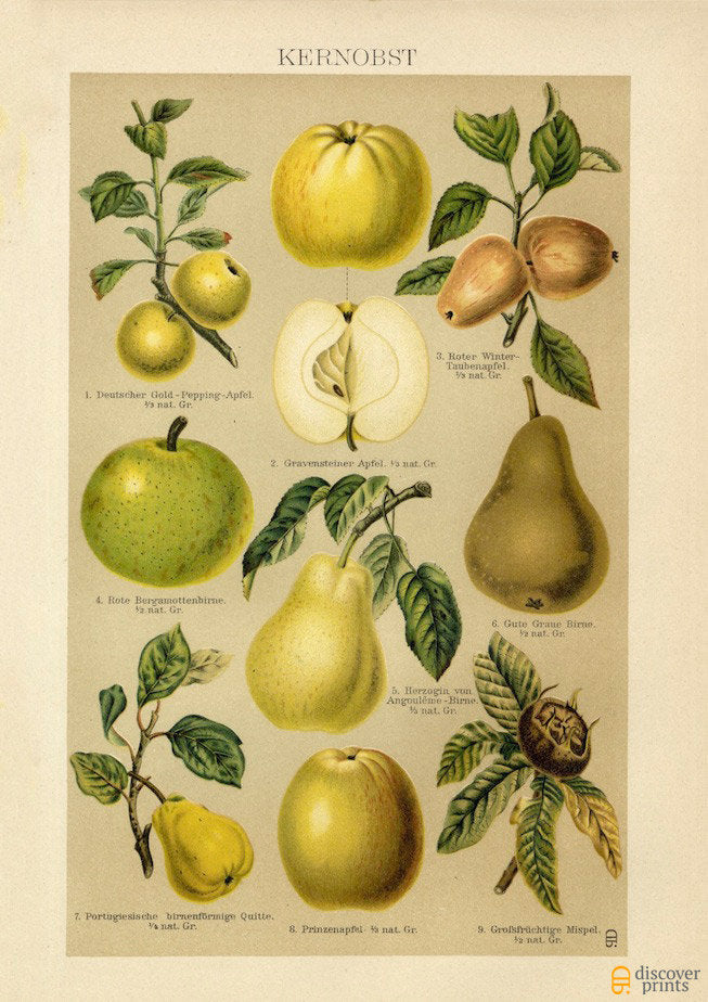 Apple Orchard Art Print