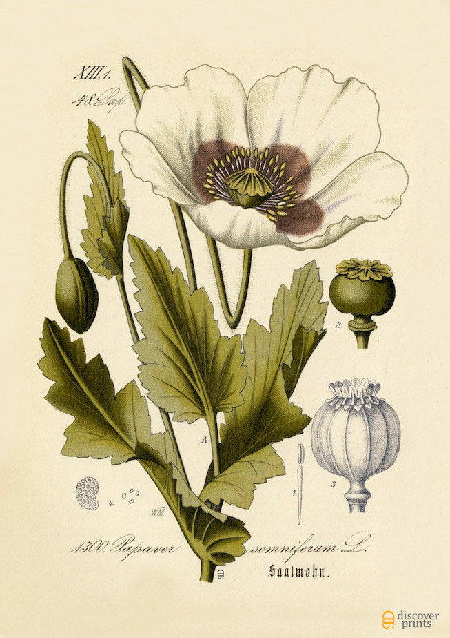 White Poppy Flower Art Print